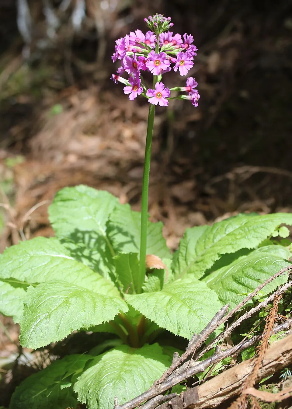 Japán kankalin / Primula japonica 'Appleblossom'