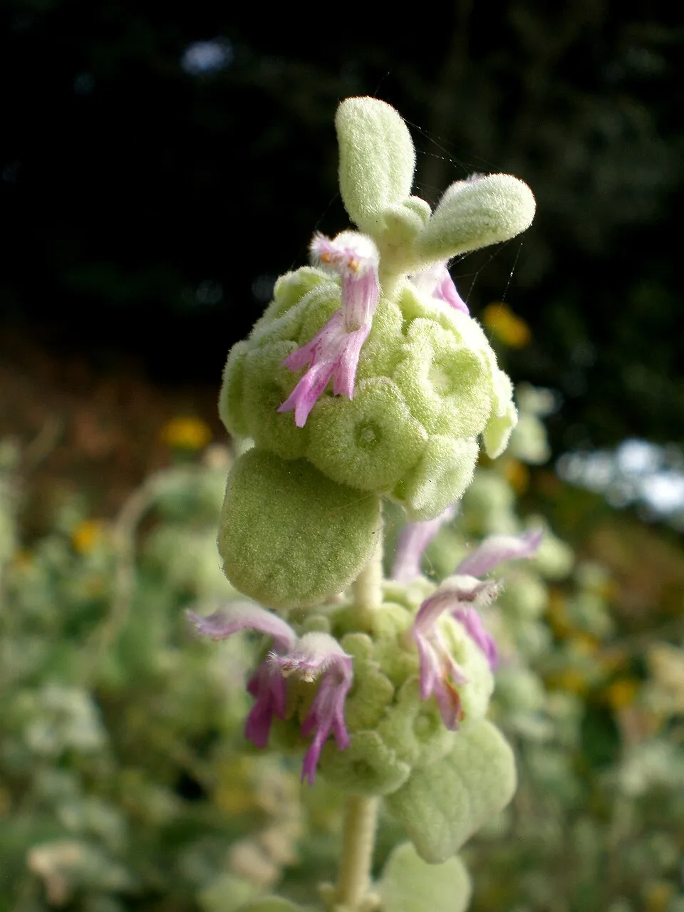 Molyhos peszterce / Pseudodictamnus mediterraneus (syn. Ballota pseudodictamnus)
