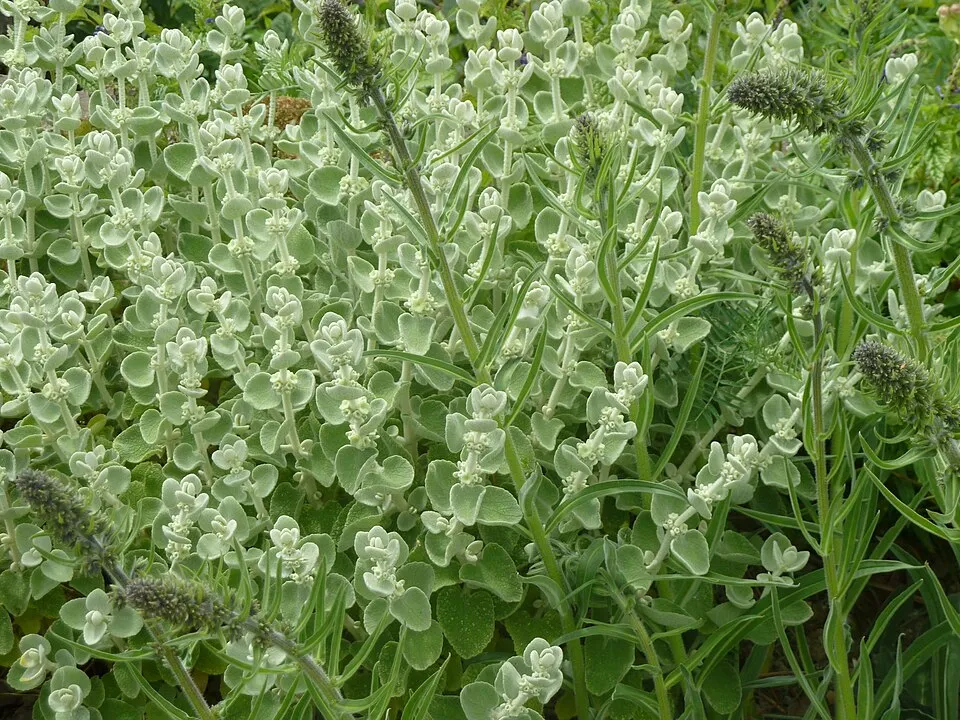 Molyhos peszterce / Pseudodictamnus mediterraneus (syn. Ballota pseudodictamnus)
