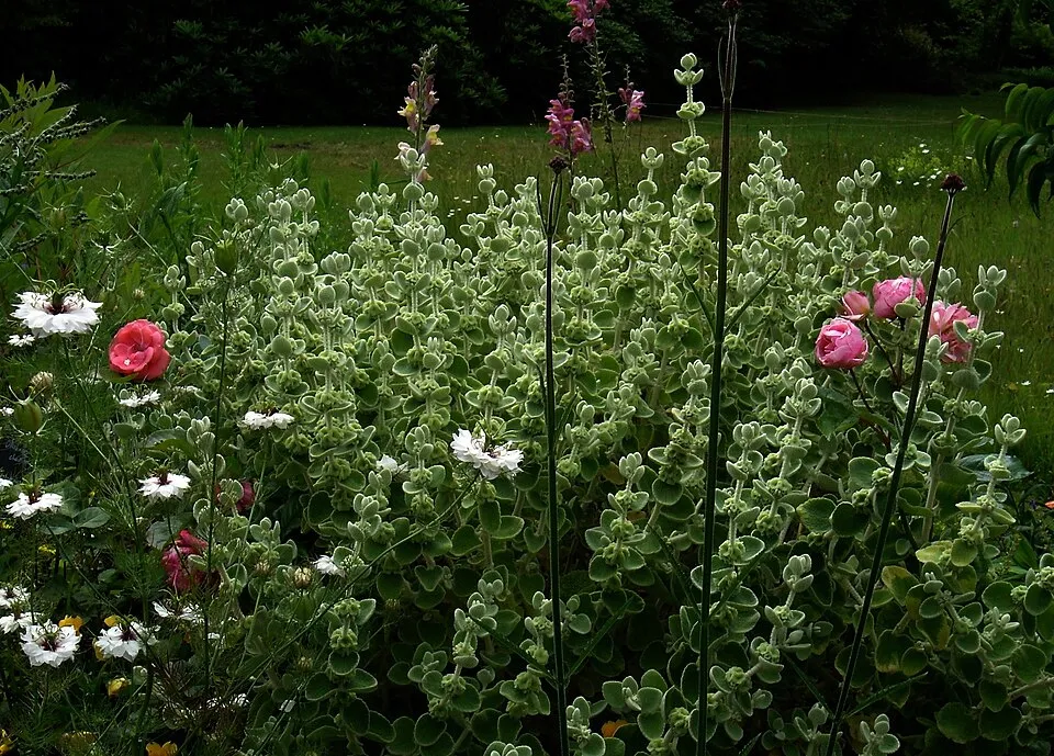 Molyhos peszterce / Pseudodictamnus mediterraneus (syn. Ballota pseudodictamnus)