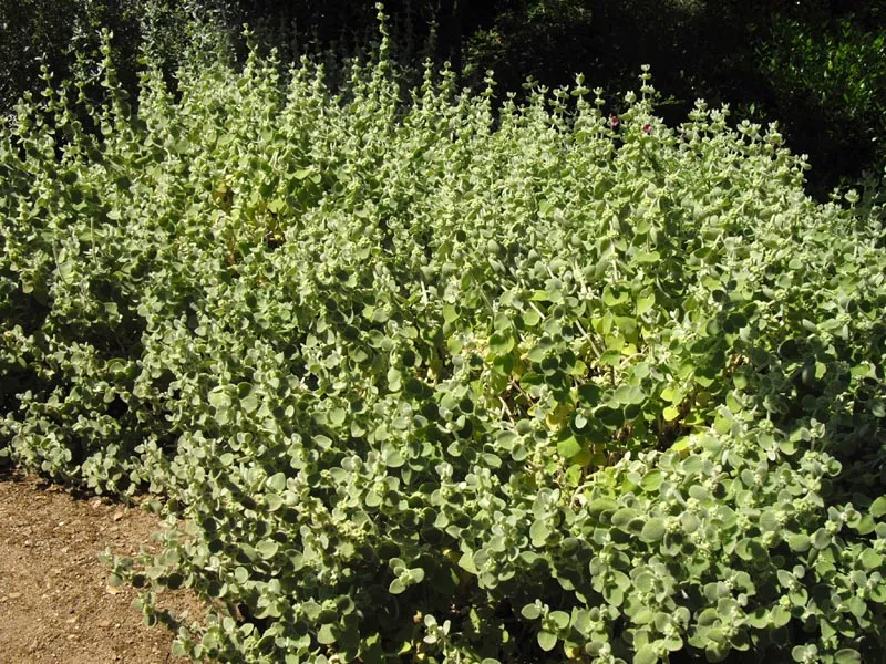 Molyhos peszterce / Pseudodictamnus mediterraneus (syn. Ballota pseudodictamnus)