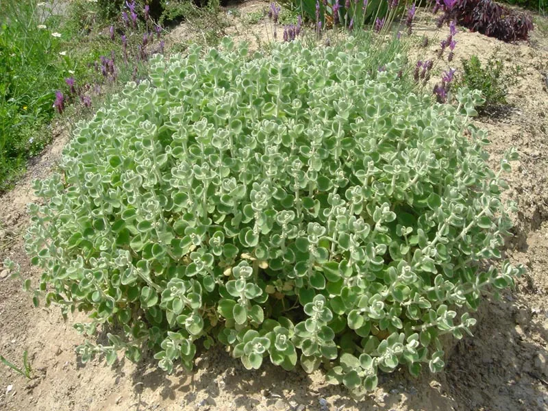 Molyhos peszterce / Pseudodictamnus mediterraneus (syn. Ballota pseudodictamnus)