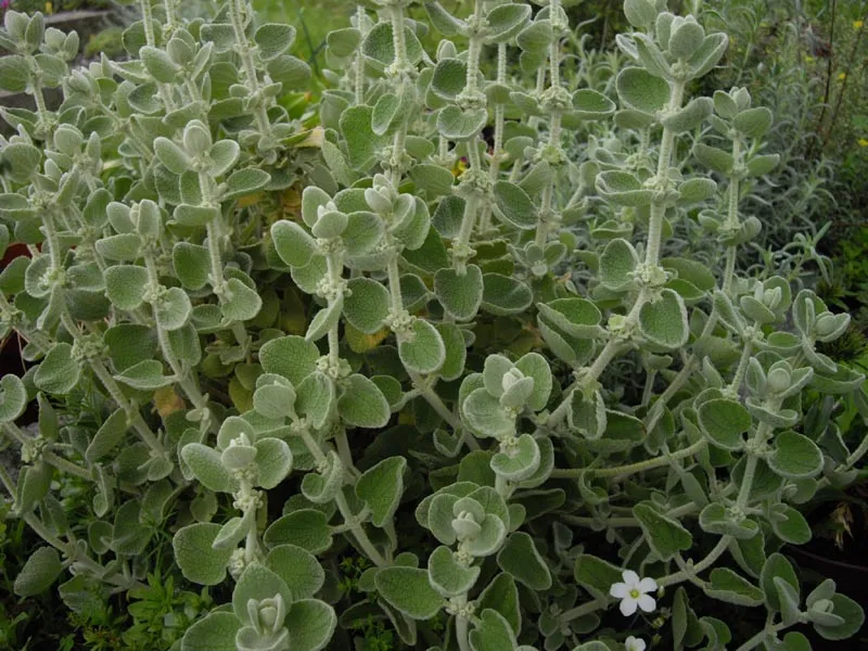 Molyhos peszterce / Pseudodictamnus mediterraneus (syn. Ballota pseudodictamnus)