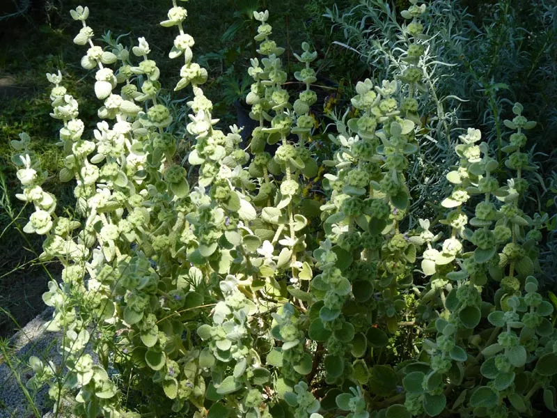 Molyhos peszterce / Pseudodictamnus mediterraneus (syn. Ballota pseudodictamnus)