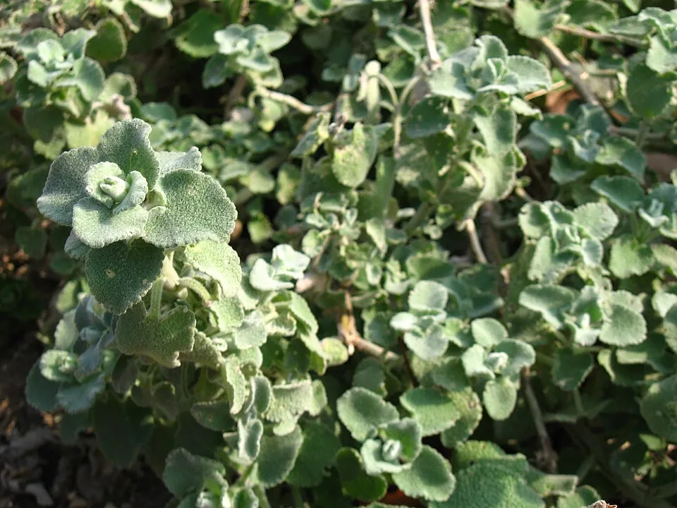 Molyhos peszterce / Pseudodictamnus mediterraneus (syn. Ballota pseudodictamnus)