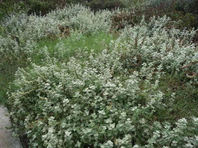 Molyhos peszterce / Pseudodictamnus mediterraneus (syn. Ballota pseudodictamnus)