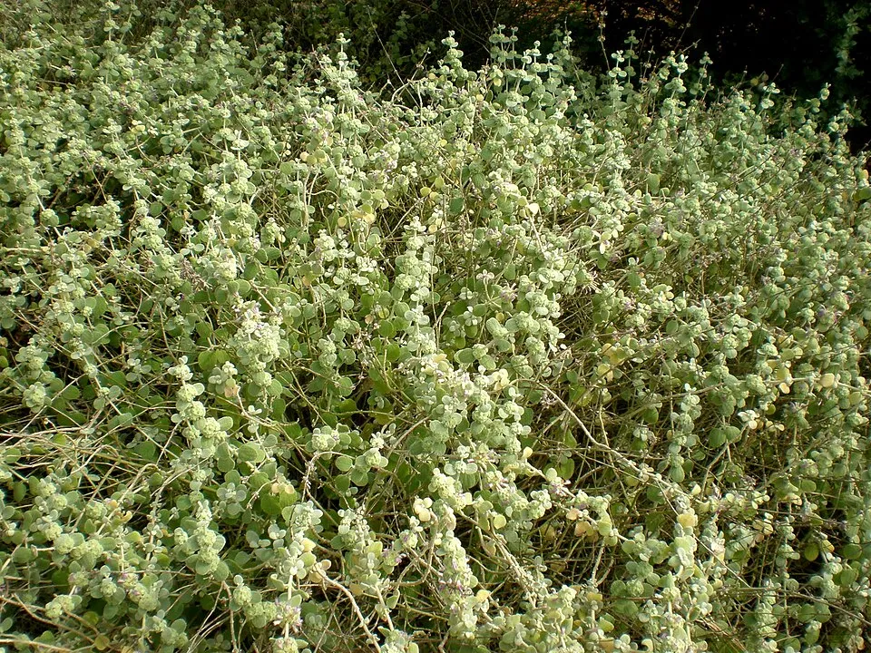Molyhos peszterce / Pseudodictamnus mediterraneus (syn. Ballota pseudodictamnus)