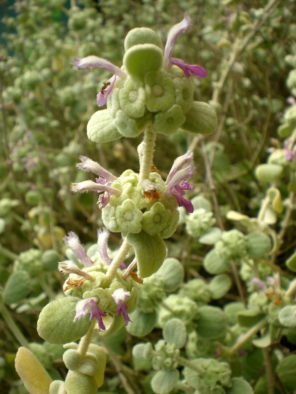 Molyhos peszterce / Pseudodictamnus mediterraneus (syn. Ballota pseudodictamnus)