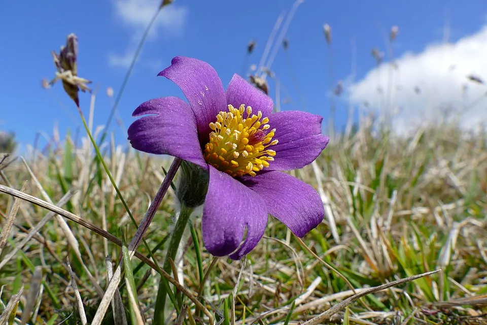 Nyugati kökörcsin / Pulsatilla vulgaris