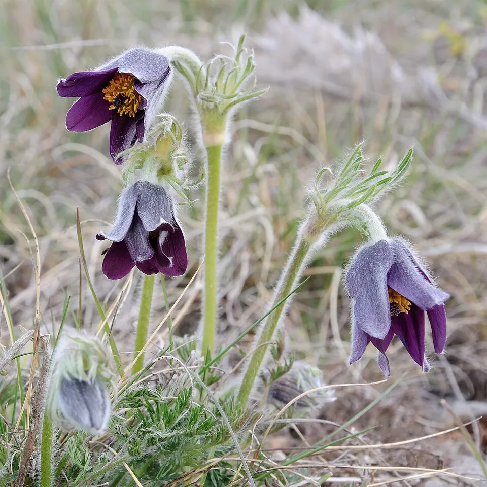 Nyugati kökörcsin / Pulsatilla vulgaris