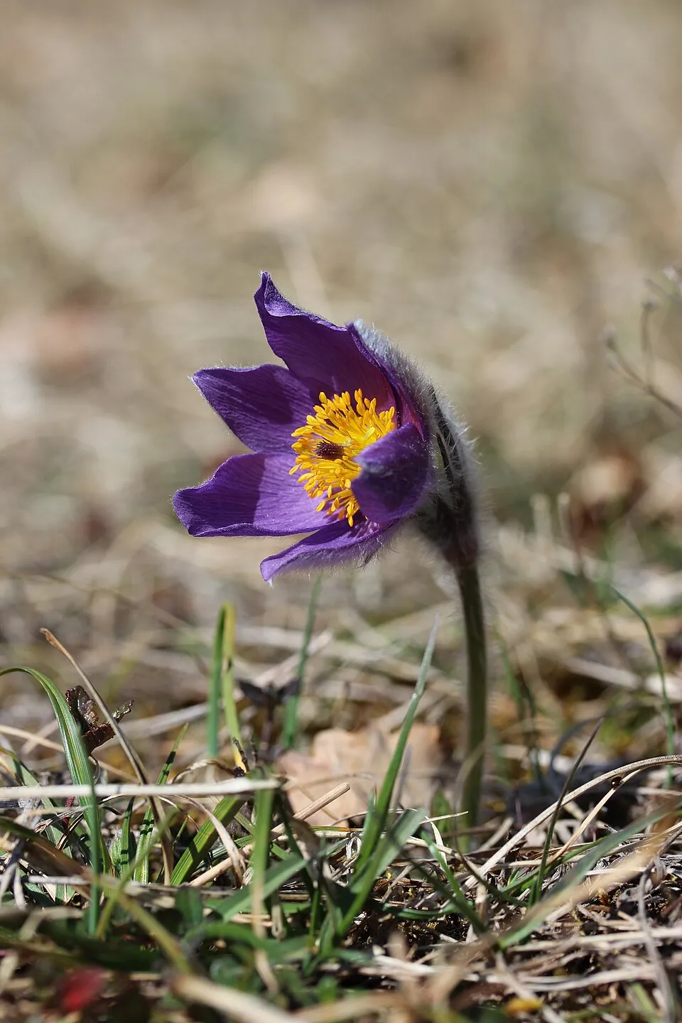 Nyugati kökörcsin / Pulsatilla vulgaris