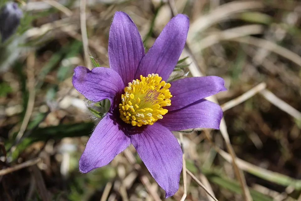 Nyugati kökörcsin / Pulsatilla vulgaris