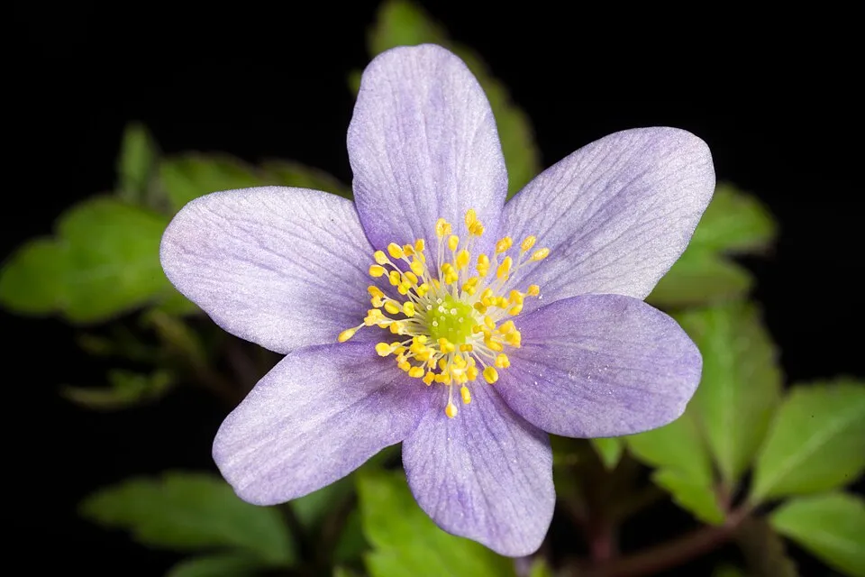 Nyugati kökörcsin / Pulsatilla vulgaris 'Alba'
