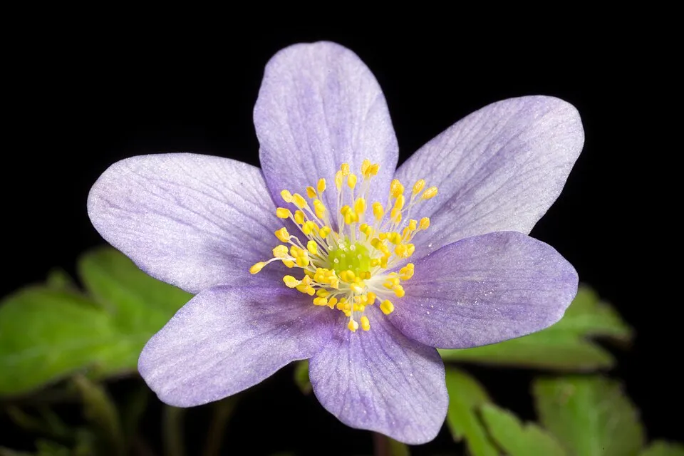 Nyugati kökörcsin / Pulsatilla vulgaris 'Alba'