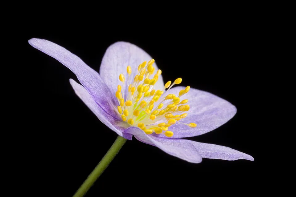 Nyugati kökörcsin / Pulsatilla vulgaris 'Alba'