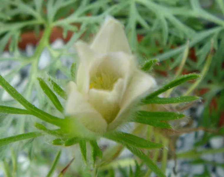 Nyugati kökörcsin / Pulsatilla vulgaris 'Alba'