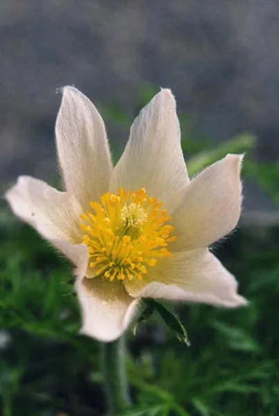 Nyugati kökörcsin / Pulsatilla vulgaris 'Alba'