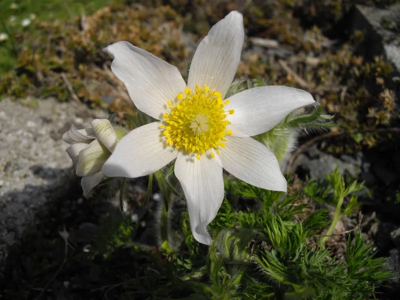 Nyugati kökörcsin / Pulsatilla vulgaris 'Alba'
