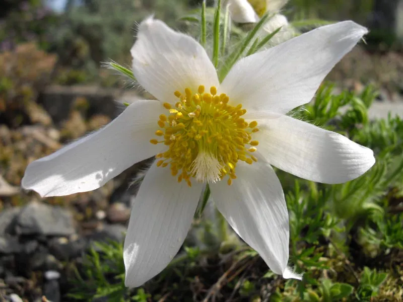 Nyugati kökörcsin / Pulsatilla vulgaris 'Alba'