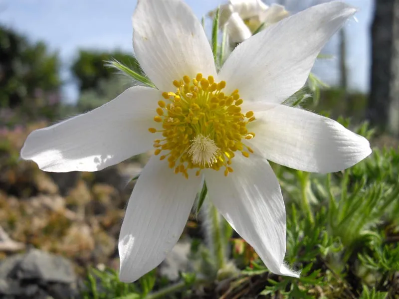 Nyugati kökörcsin / Pulsatilla vulgaris 'Alba'