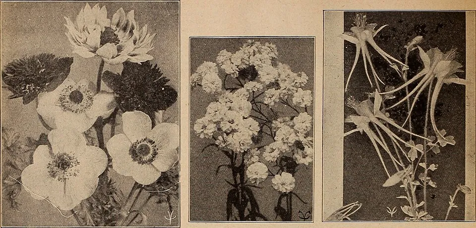 Nyugati kökörcsin / Pulsatilla vulgaris 'Alba'