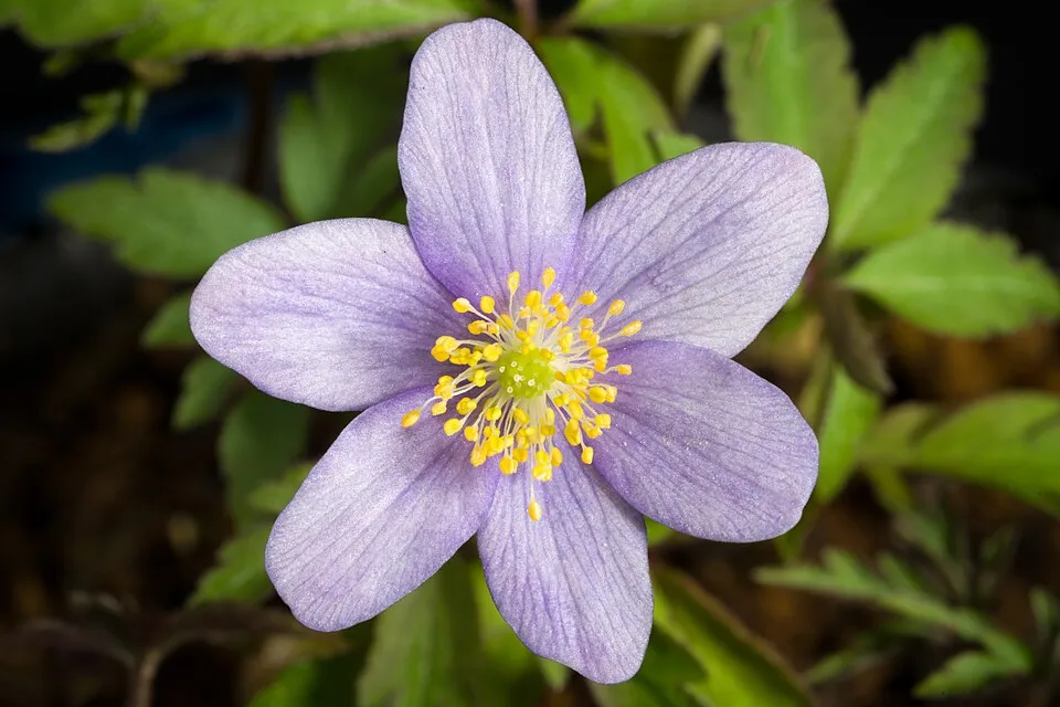 Nyugati kökörcsin / Pulsatilla vulgaris 'Alba'