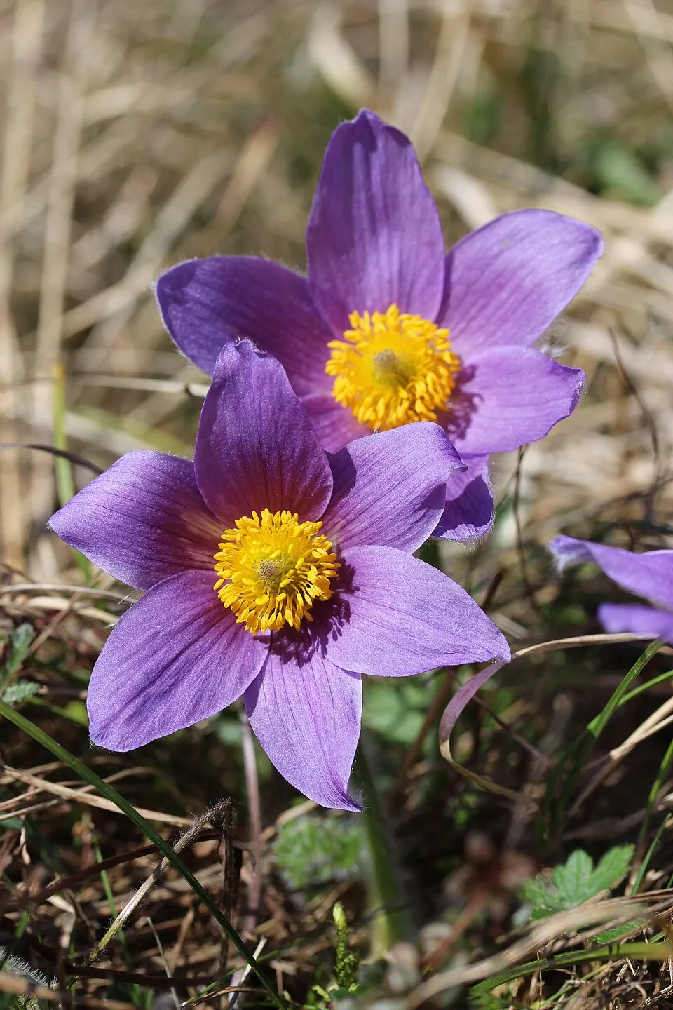Nyugati kökörcsin / Pulsatilla vulgaris 'Prima Papagena'