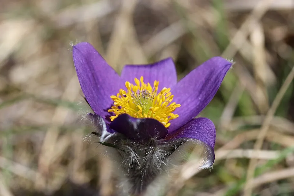 Nyugati kökörcsin / Pulsatilla vulgaris 'Prima Papagena'