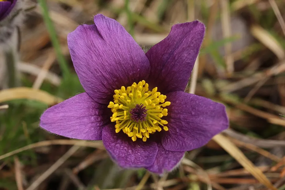 Nyugati kökörcsin / Pulsatilla vulgaris 'Pulsar White'