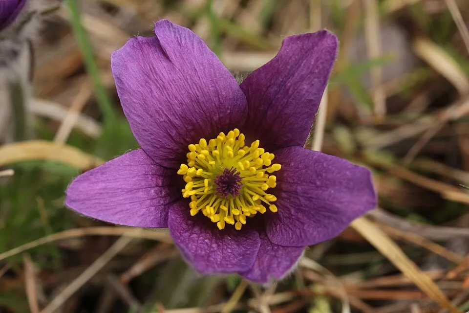Nyugati kökörcsin / Pulsatilla vulgaris 'Pulsar White'