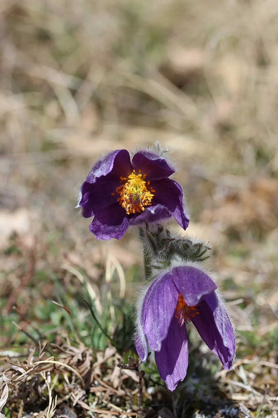 Nyugati kökörcsin / Pulsatilla vulgaris 'Pulsar White'