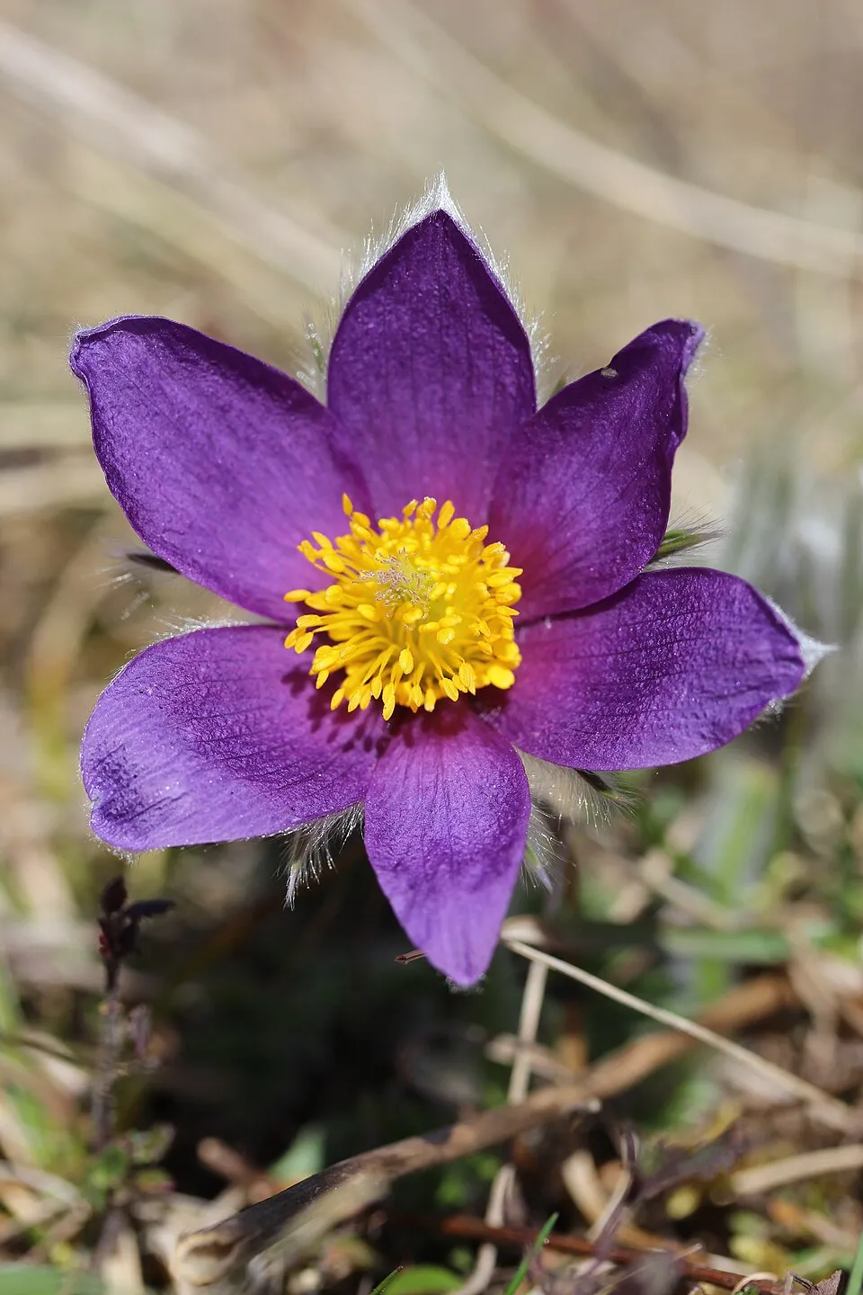Nyugati kökörcsin / Pulsatilla vulgaris 'Pulsar White'