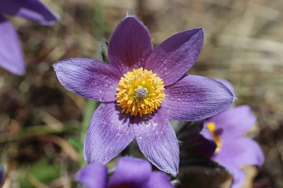 Nyugati kökörcsin / Pulsatilla vulgaris 'Pulsar White'