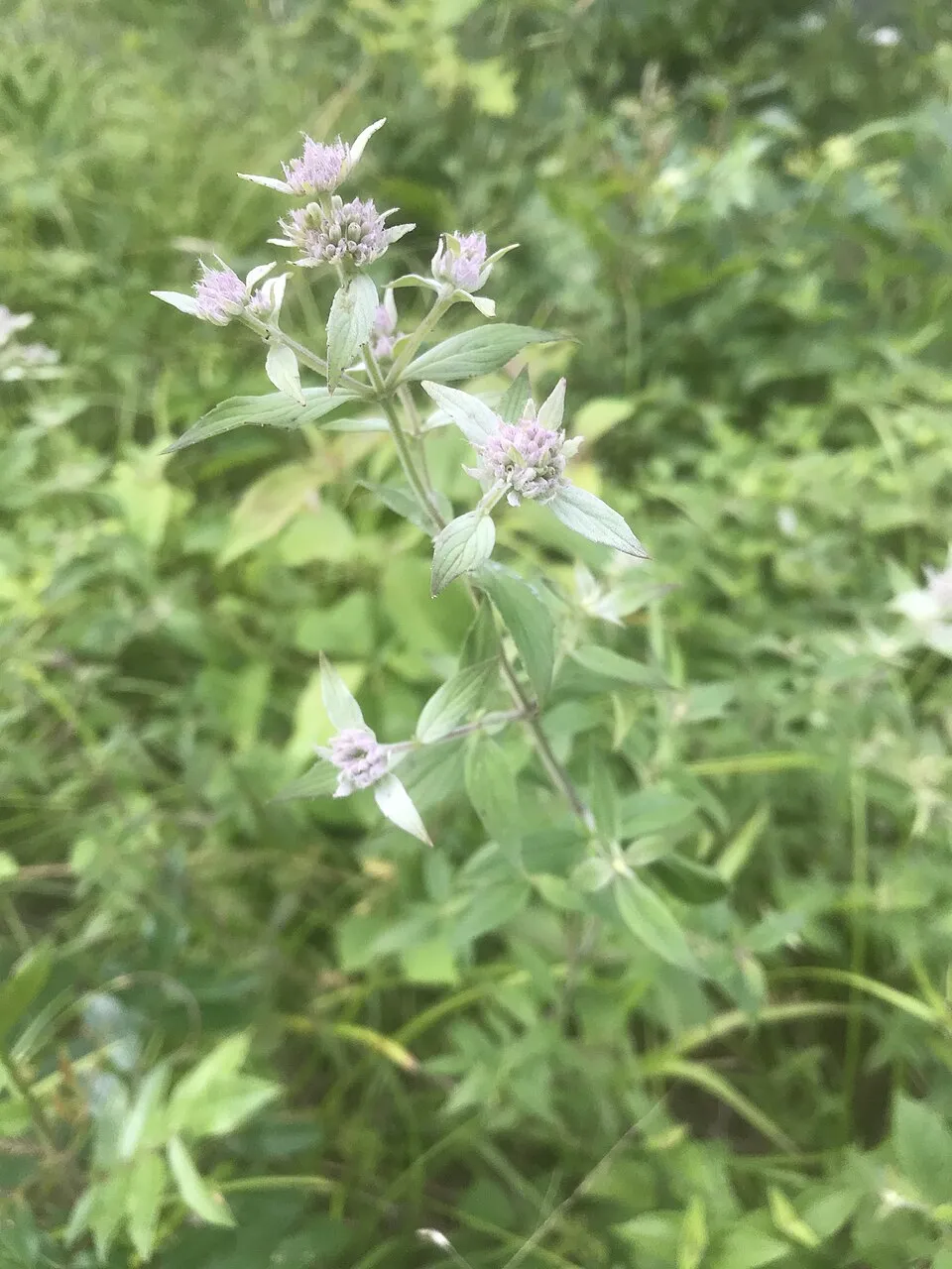 Gyapjas hegyimenta / Pycnanthemum verticillatum var. pilosum 'Bee's Friend'