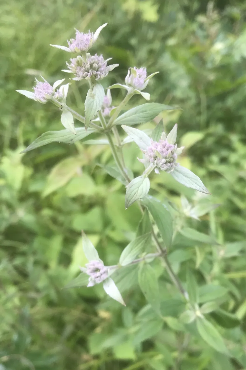 Gyapjas hegyimenta / Pycnanthemum verticillatum var. pilosum 'Bee's Friend'