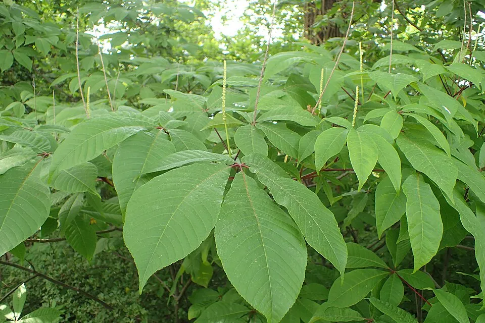 Nagytermetű tópartifű / Rodgersia aesculifolia