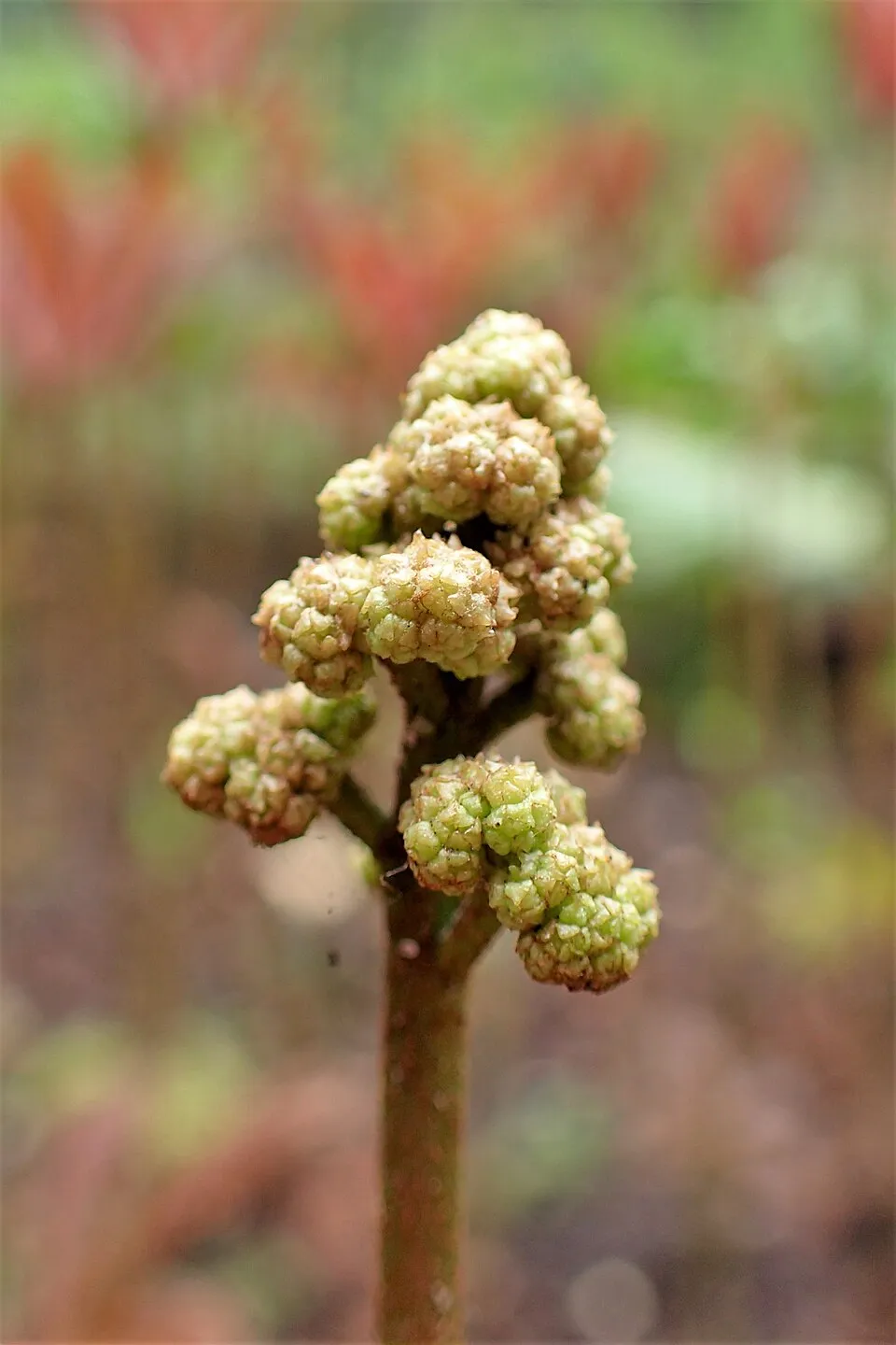 Nagytermetű tópartifű / Rodgersia aesculifolia