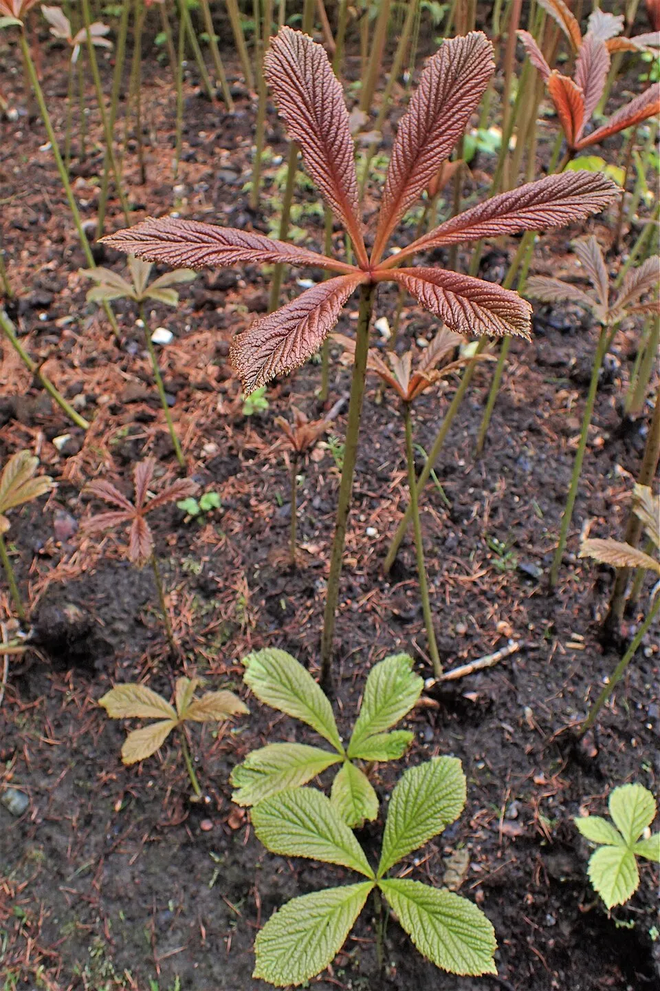 Nagytermetű tópartifű / Rodgersia aesculifolia