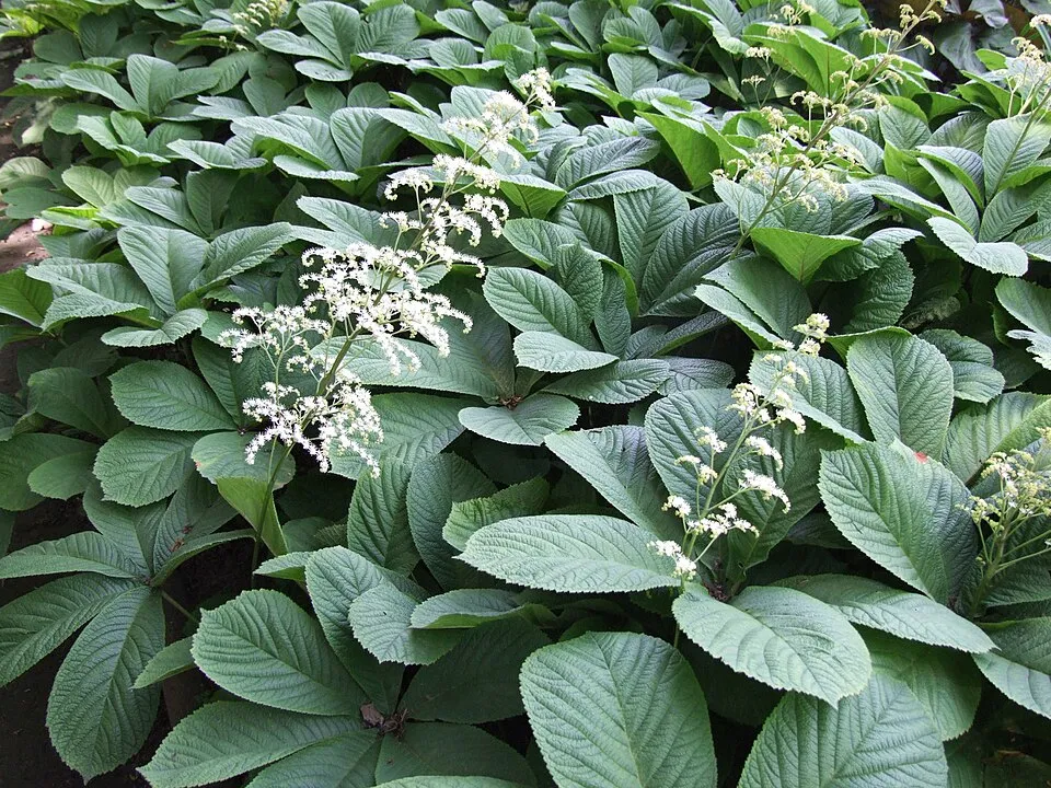 Nagytermetű tópartifű / Rodgersia aesculifolia