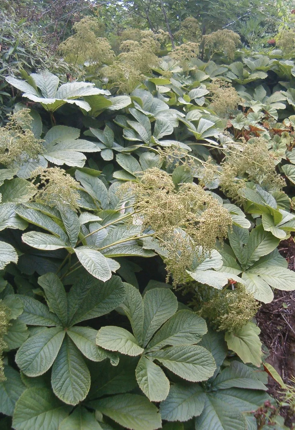 Nagytermetű tópartifű / Rodgersia aesculifolia