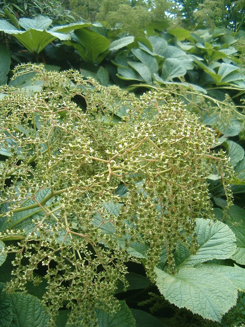 Nagytermetű tópartifű / Rodgersia aesculifolia