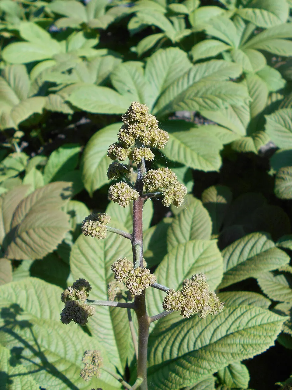 Nagytermetű tópartifű / Rodgersia aesculifolia