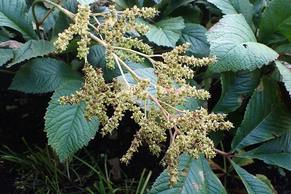 Nagytermetű tópartifű / Rodgersia aesculifolia