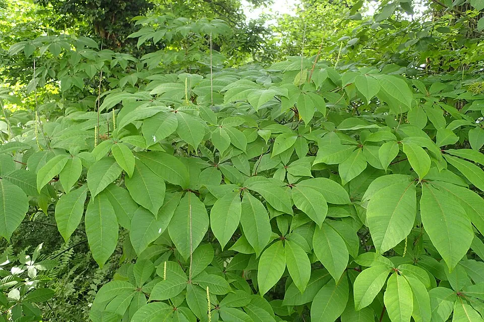 Nagytermetű tópartifű / Rodgersia aesculifolia