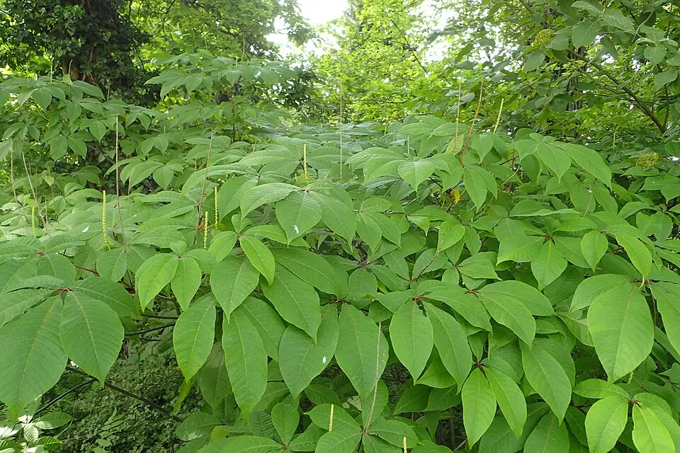 Nagytermetű tópartifű / Rodgersia aesculifolia