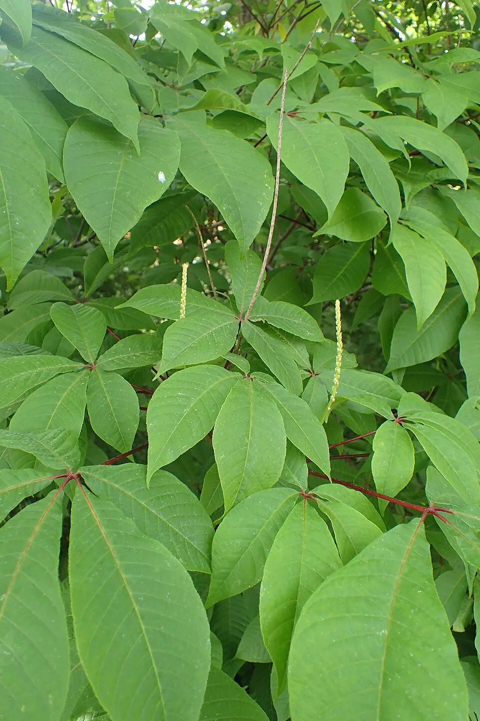 Nagytermetű tópartifű / Rodgersia aesculifolia