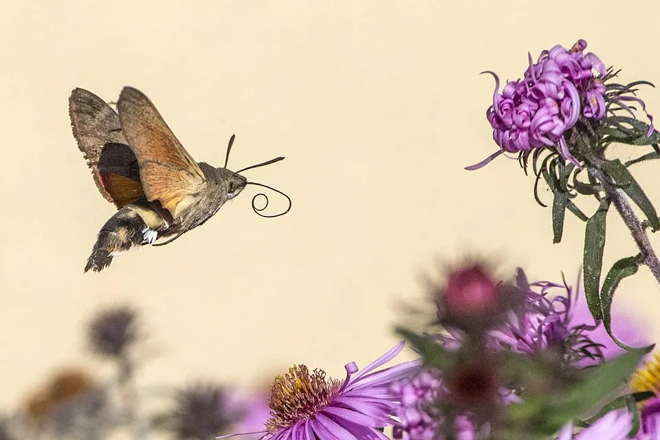 Őszirózsa / Aster 'JS® Barts Blue Beauty'