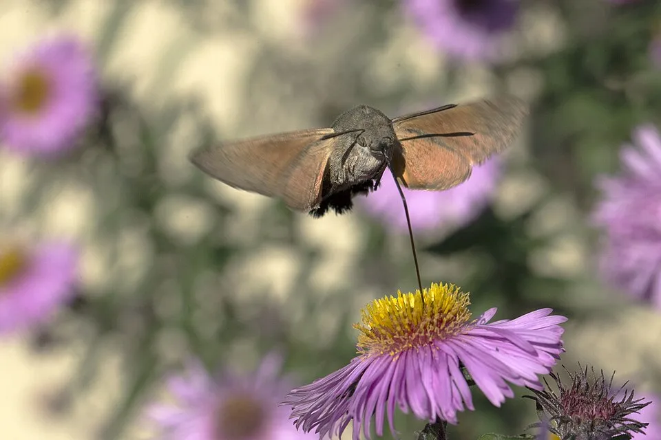 Őszirózsa / Aster 'JS® Barts Blue Beauty'
