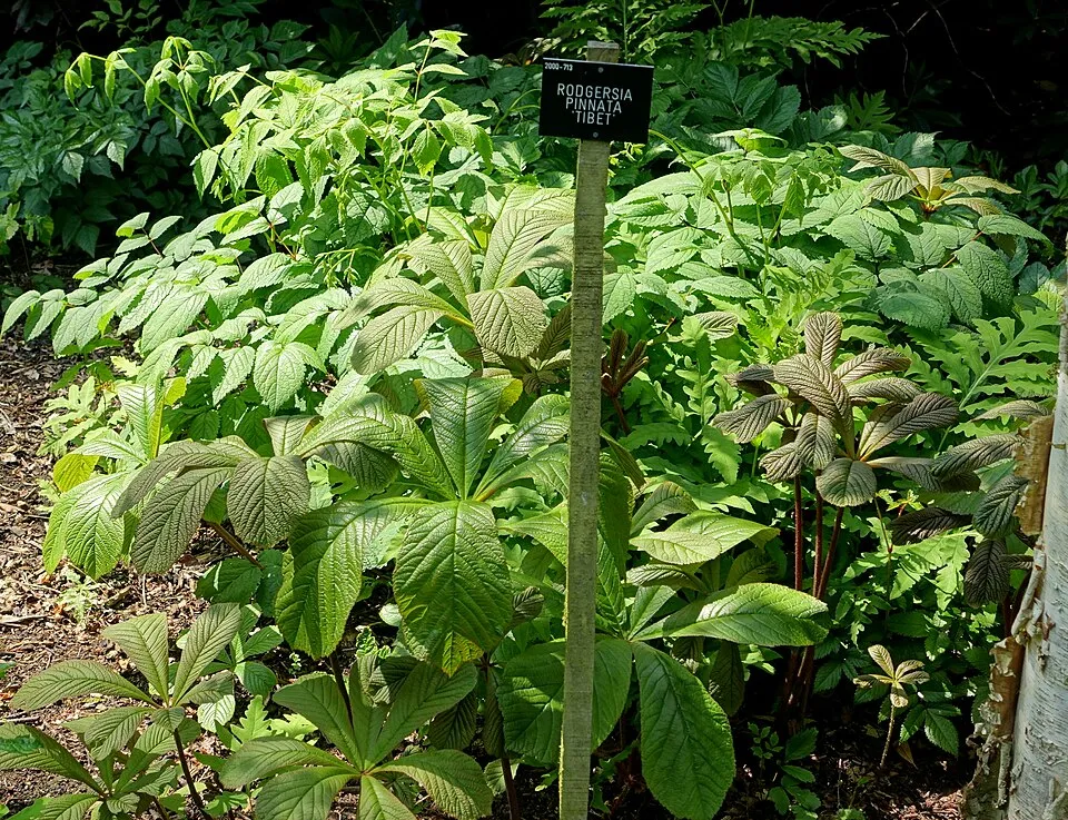 Tenyeres tópartifű / Rodgersia pinnata
