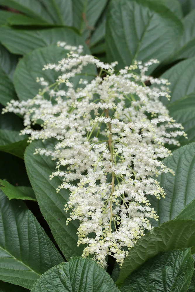 Tenyeres tópartifű / Rodgersia pinnata